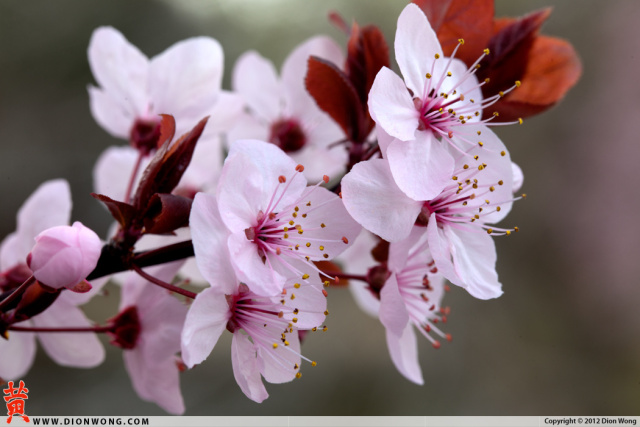 Cherry_Blossom_1
