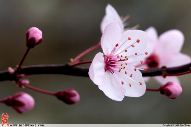 Cherry_Blossom_2