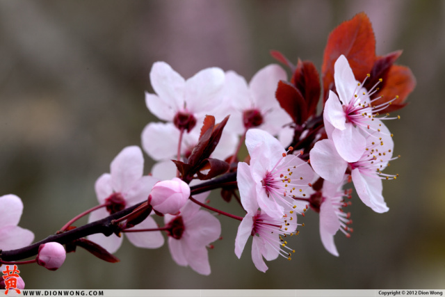 Cherry_Blossom_3