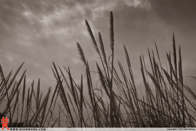 DionWong_CrownBeach_2