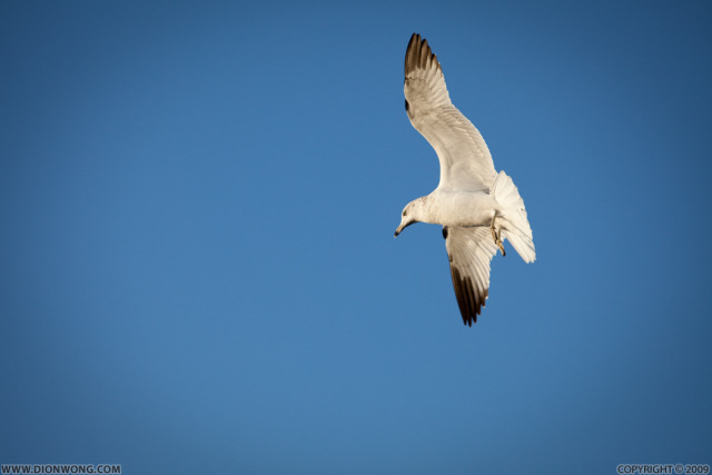 Alameda_Fauna_2