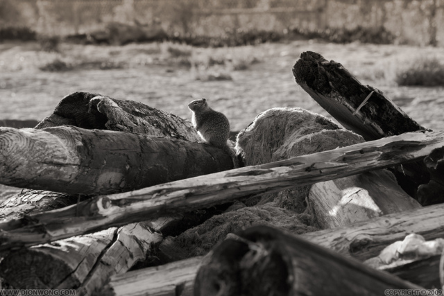 Alameda_Fauna_3