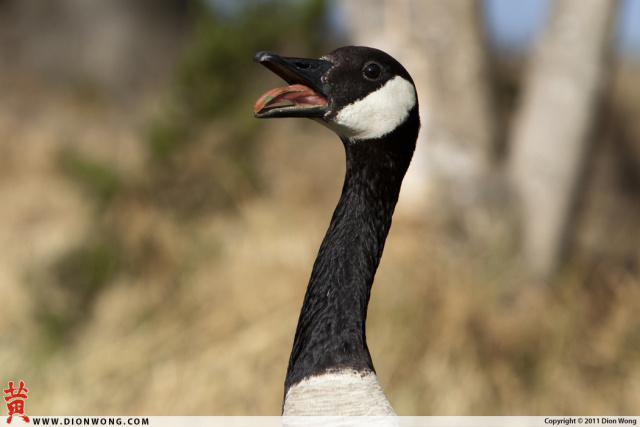 Geese_1