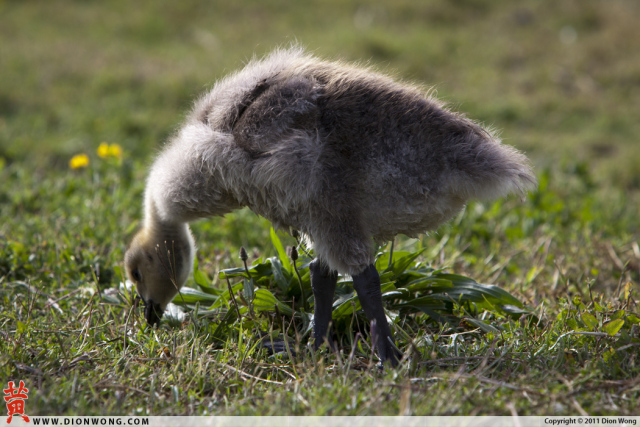 Geese_2