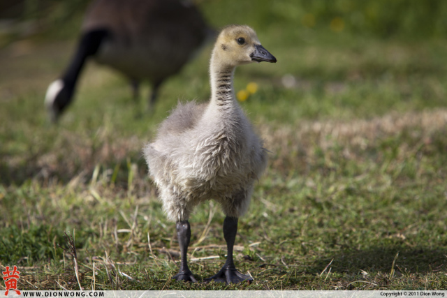 Geese_3