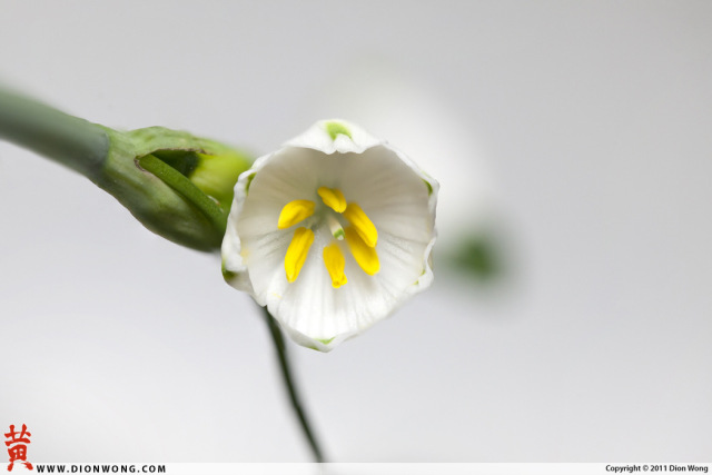DionWong_Spring111
