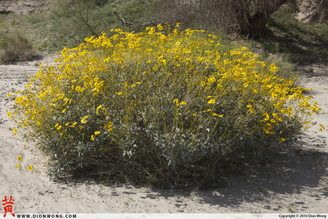 DionWong_BoxCanyon_4