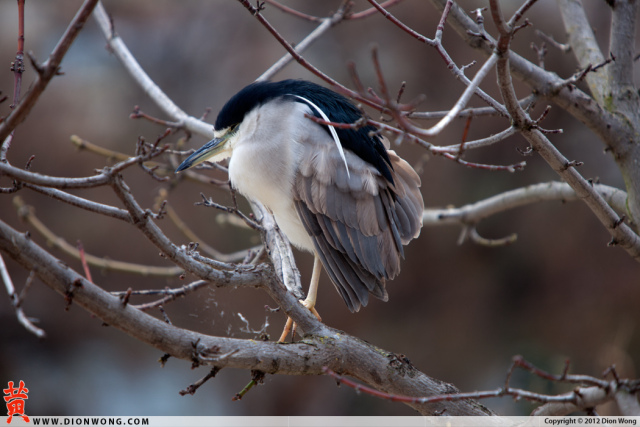 LakeMerrit_Sanctuary_2