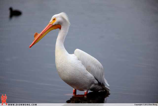 LakeMerrit_Sanctuary_3