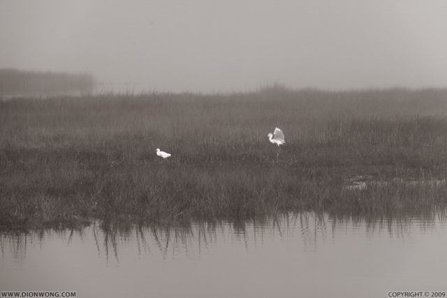 MLK_Shoreline_01