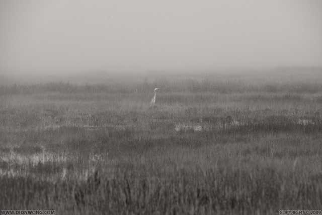 MLK_Shoreline_02