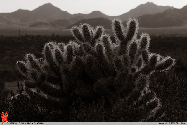 DionWong_ScottsdaleAZ_4