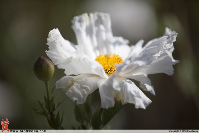 DionWong_SF_BotanicalGarden_05