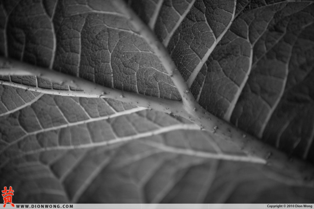 DionWong_SF_BotanicalGarden_12
