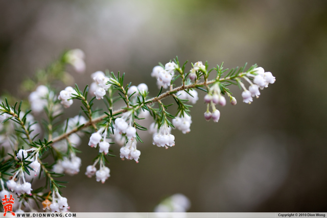 SanFrancisco_BotanicalGarden_2