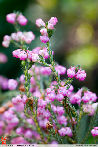 SanFrancisco_BotanicalGarden_7