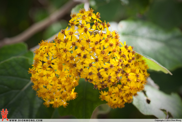 SanFrancisco_BotanicalGarden_8