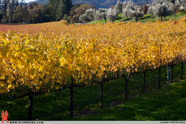 StHelena_Vineyard_1