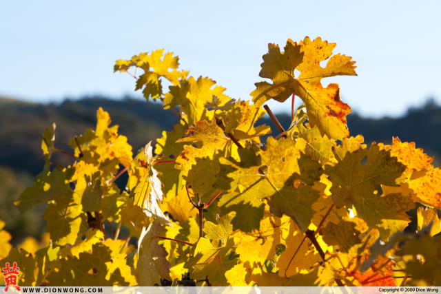 StHelena_Vineyard_2
