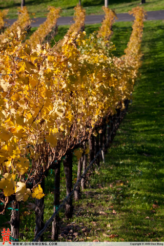 StHelena_Vineyard_3